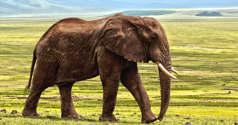 Afrique du Sud et Tanzanie : le safari, cette expérience qui humilie